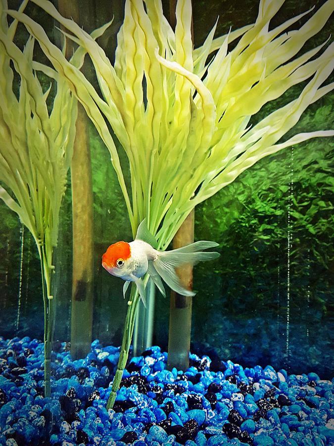 Aquarium Hotel Ar Riyad Esterno foto